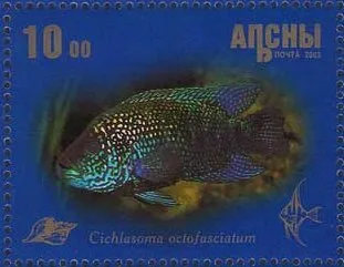Foto de Cichlasoma octofasciatum em ambiente natural ou aquário