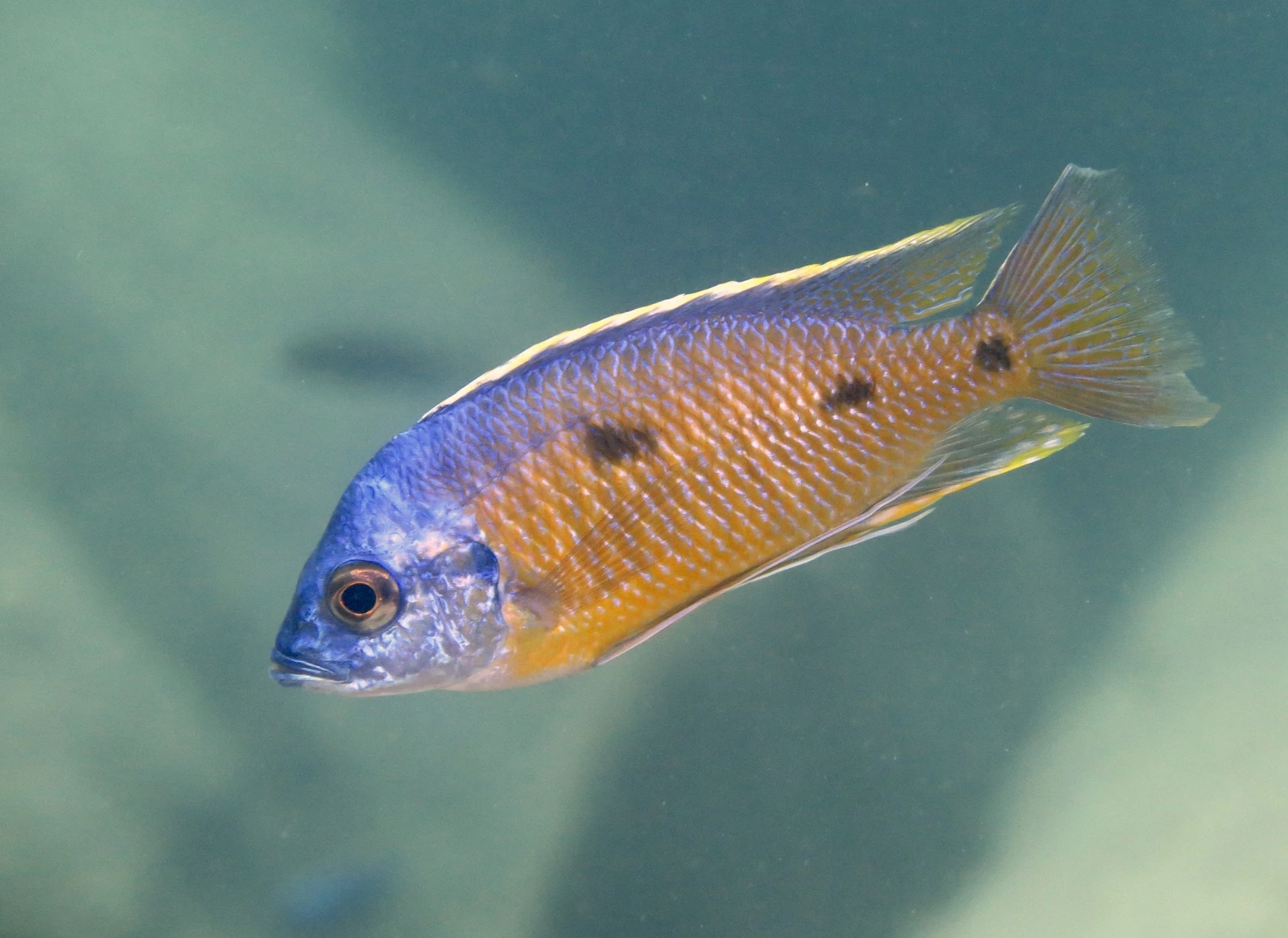 Foto de Copadichromis borleyi em ambiente natural ou aquário