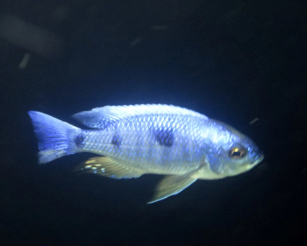 Foto de Copadichromis chrysonotus em ambiente natural ou aquário