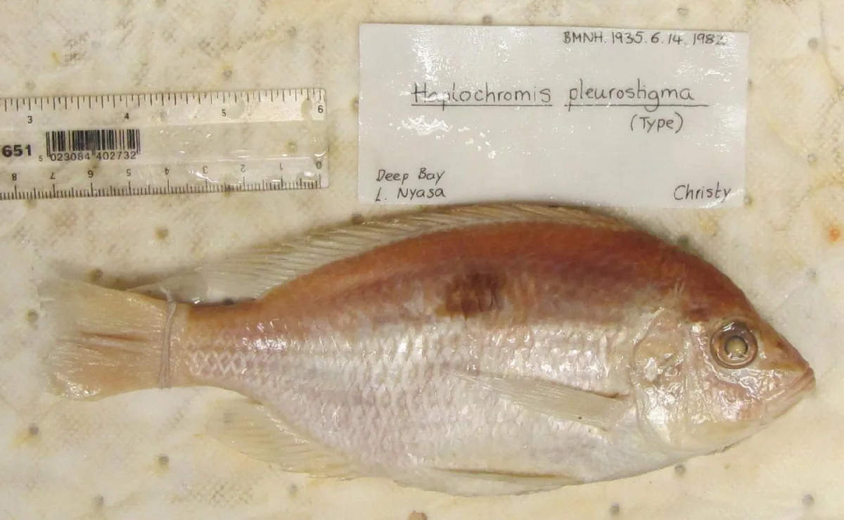 Foto de Copadichromis pleurostigma em ambiente natural ou aquário