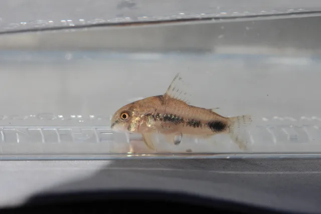 Foto de Corydoras habrosus em ambiente natural ou aquário