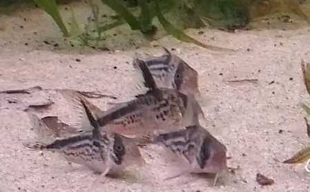 Foto de Corydoras loxozonus em ambiente natural ou aquário