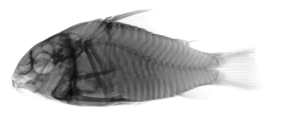 Foto de Corydoras metae em ambiente natural ou aquário