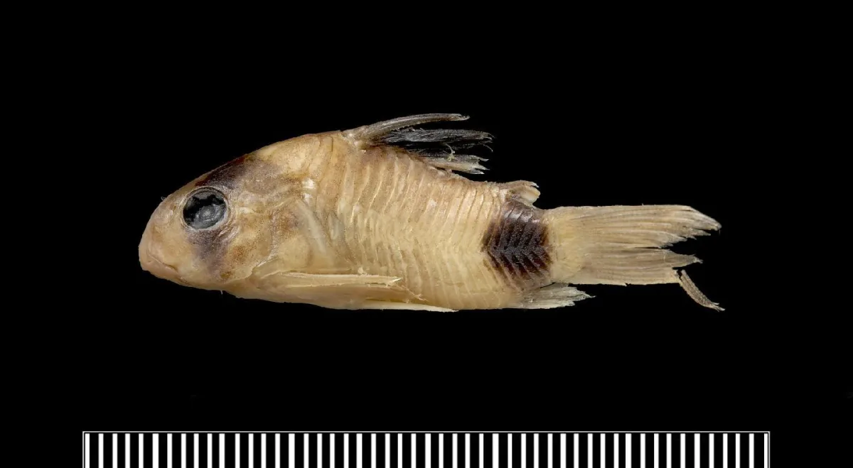Foto de Corydoras panda em ambiente natural ou aquário