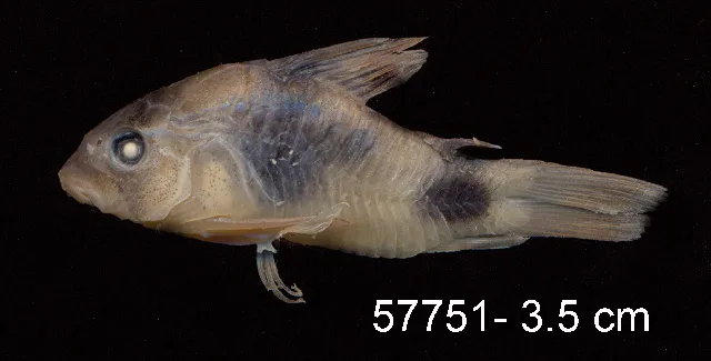 Foto de Corydoras weitzmani em ambiente natural ou aquário