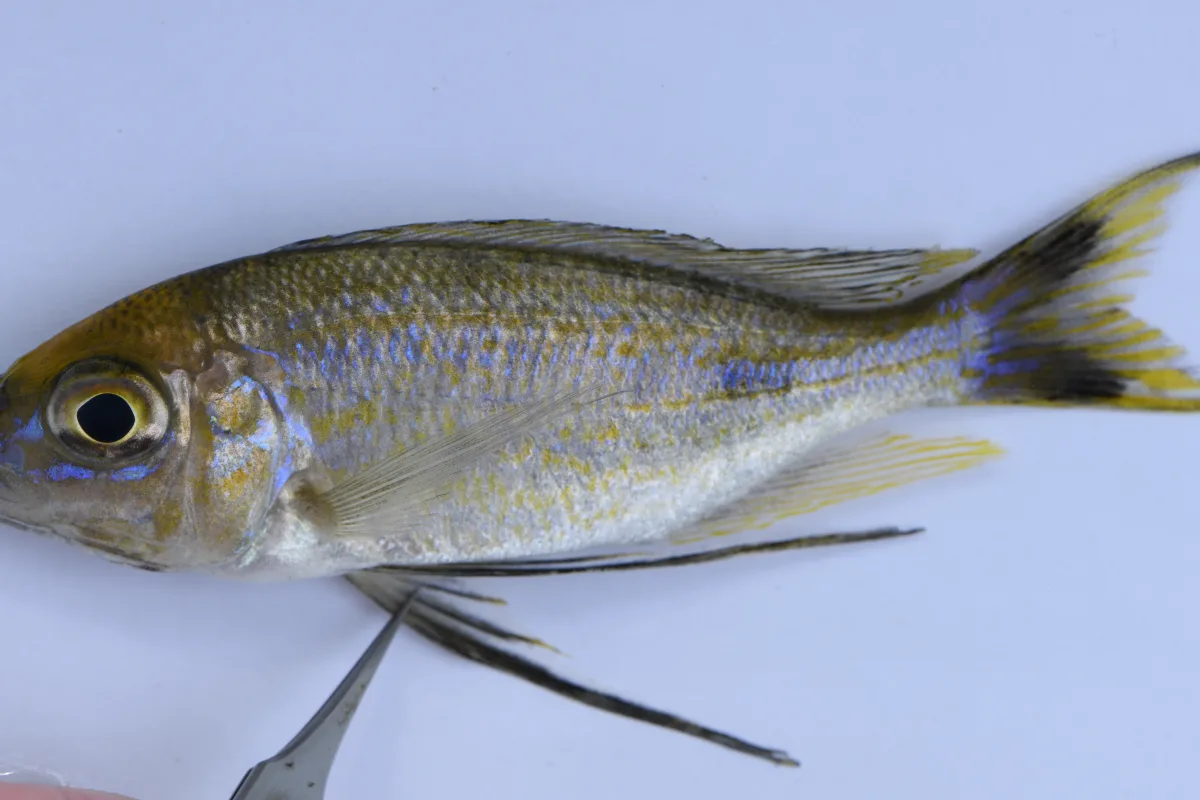Foto de Cyathopharynx furcifer em ambiente natural ou aquário