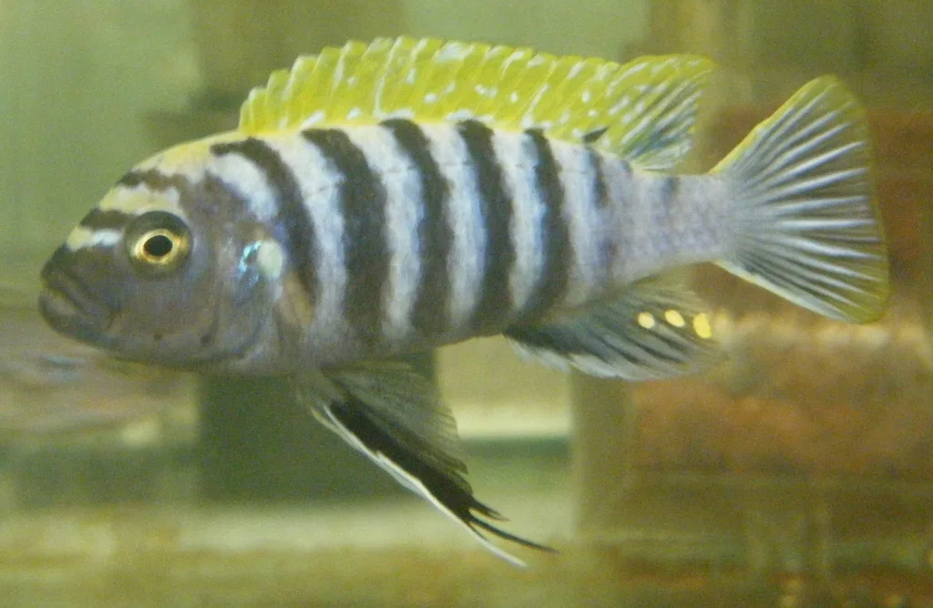 Foto de Cynotilapia afra em ambiente natural ou aquário