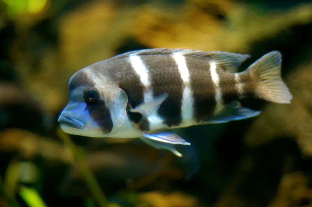 Foto de Cyphotilapia frontosa em ambiente natural ou aquário