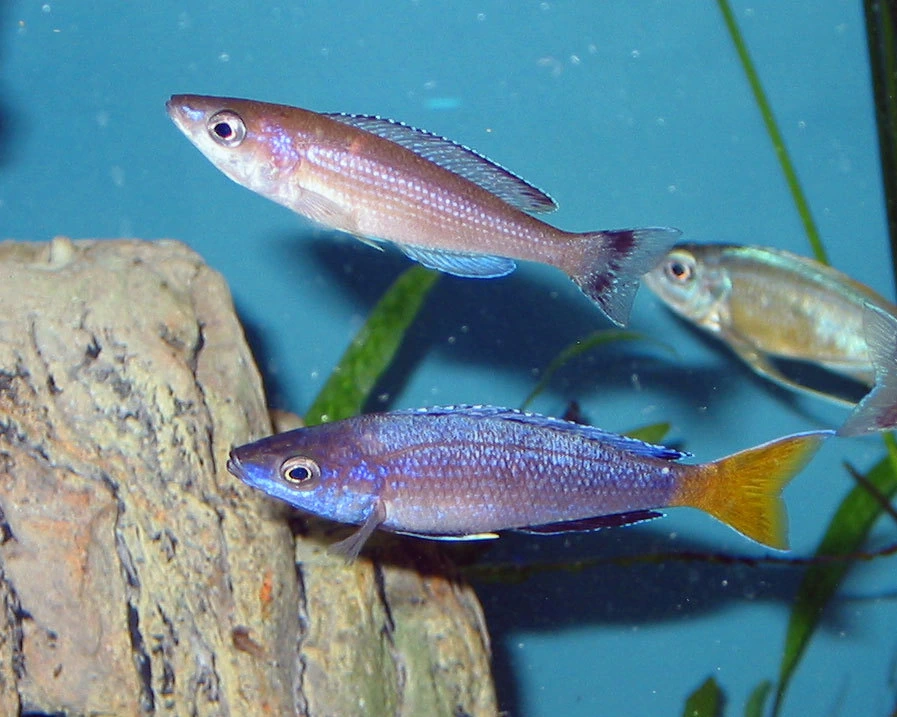Foto de Cyprichromis leptosoma em ambiente natural ou aquário