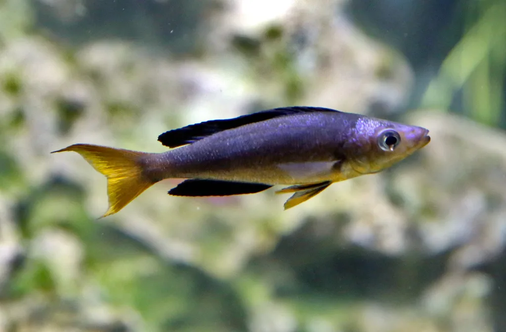 Foto de Cyprichromis microlepidotus em ambiente natural ou aquário