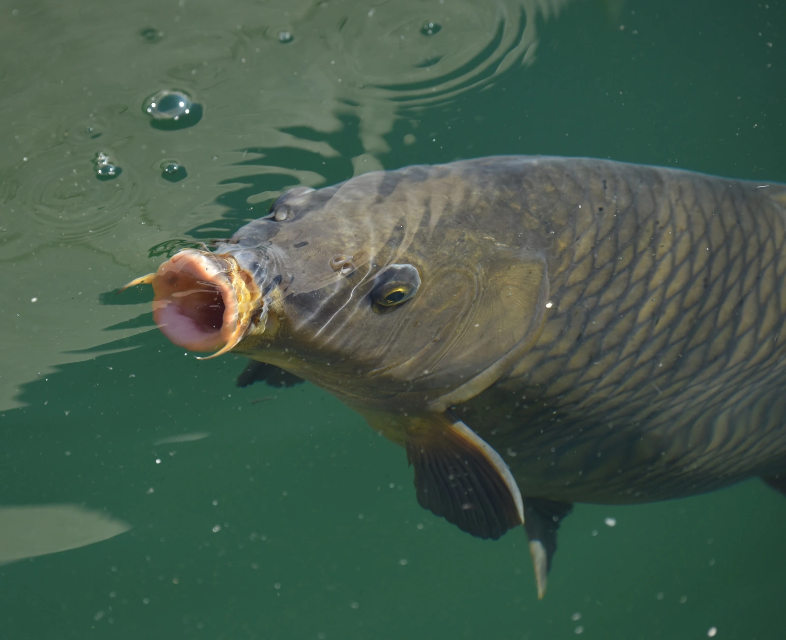 Foto de Cyprinus carpio em ambiente natural ou aquário