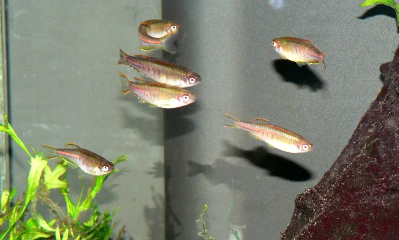 Foto de Danio choprai em ambiente natural ou aquário