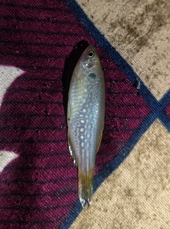 Foto de Danio dangila em ambiente natural ou aquário
