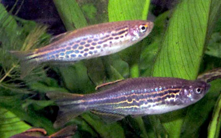 Foto de Danio kyathit em ambiente natural ou aquário