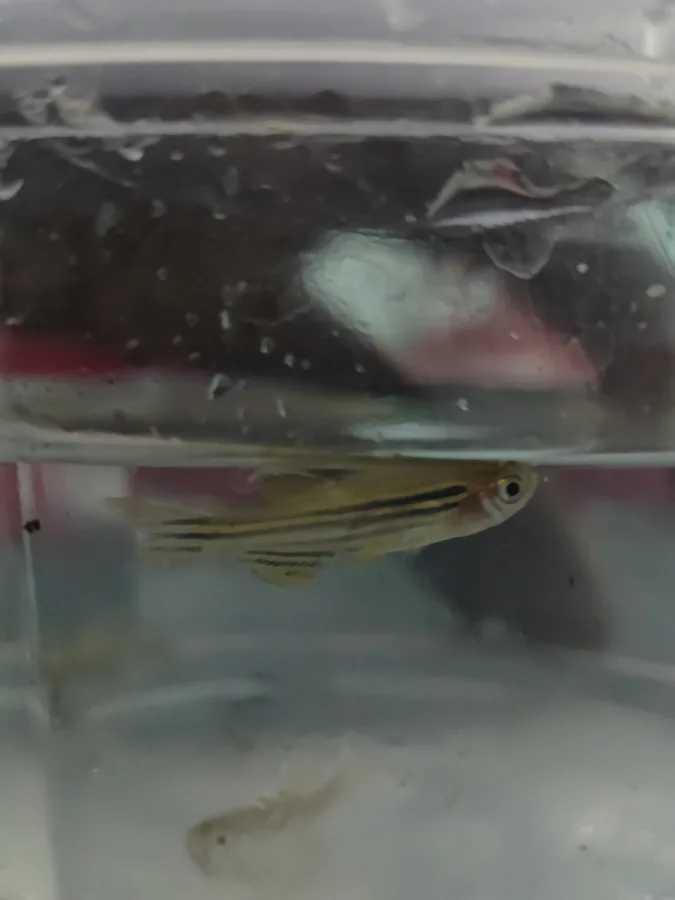 Foto de Danio rerio em ambiente natural ou aquário