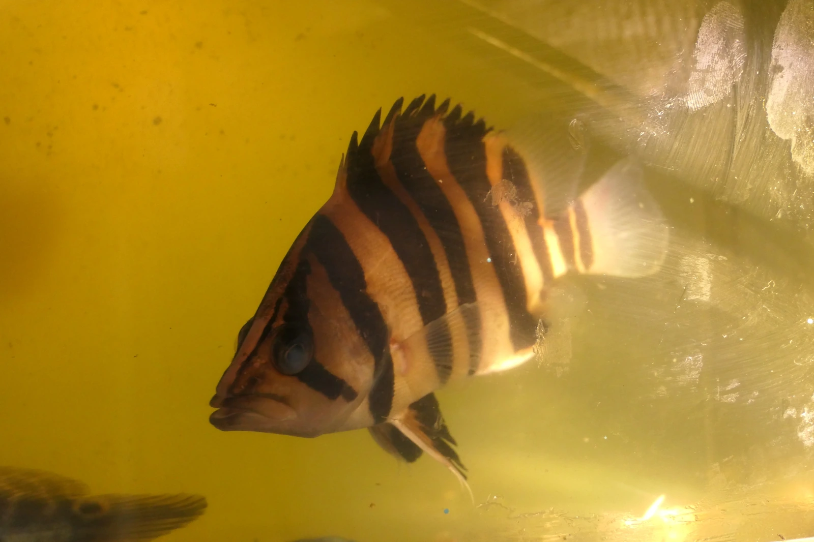 Foto de Datnioides microlepis em ambiente natural ou aquário