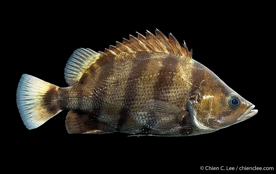 Foto de Datnioides polota em ambiente natural ou aquário