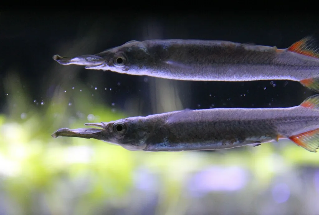 Foto de Dermogenys pusilla em ambiente natural ou aquário