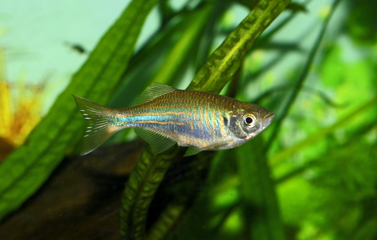 Foto de Devario devario em ambiente natural ou aquário