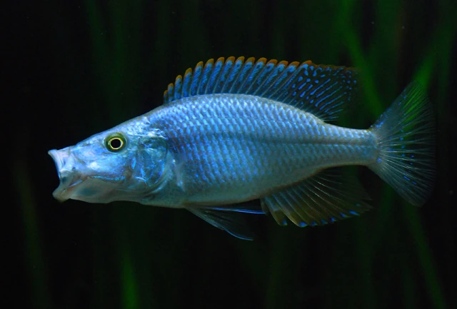 Foto de Dimidiochromis compressiceps em ambiente natural ou aquário