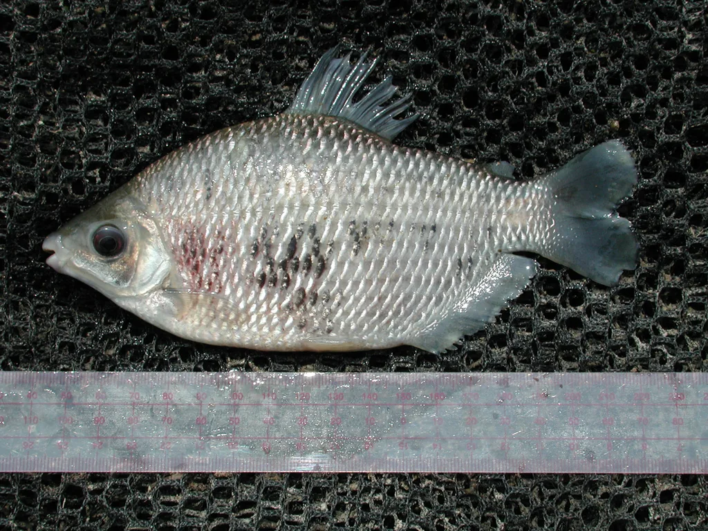 Foto de Distichodus affinis em ambiente natural ou aquário