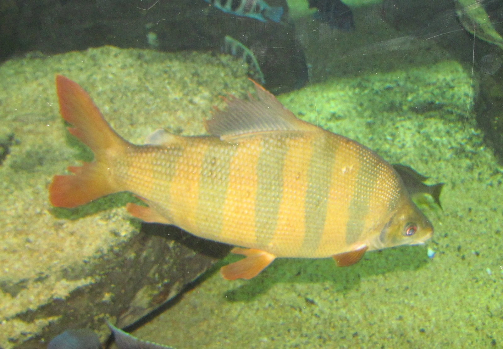 Foto de Distichodus sexfasciatus em ambiente natural ou aquário