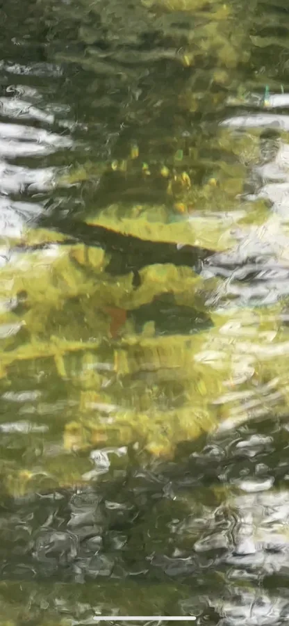 Foto de Epalzeorhynchos bicolor em ambiente natural ou aquário