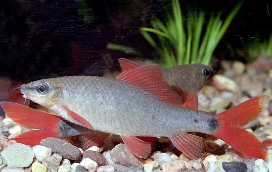 Foto de Epalzeorhynchos frenatum em ambiente natural ou aquário