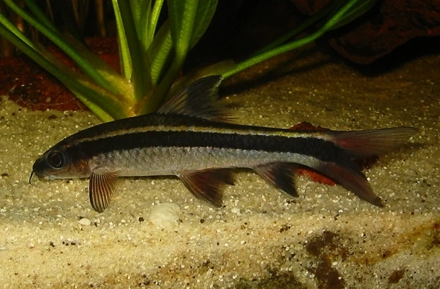 Foto de Epalzeorhynchos kalopterus em ambiente natural ou aquário