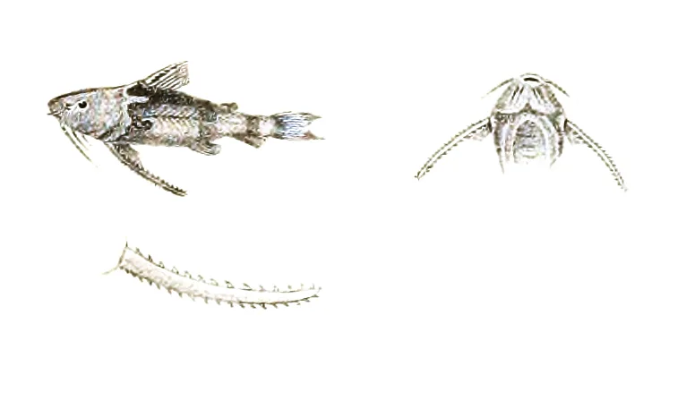 Foto de Erethistes jerdoni em ambiente natural ou aquário