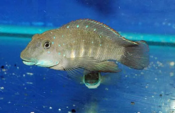 Foto de Eretmodus cyanostictus em ambiente natural ou aquário