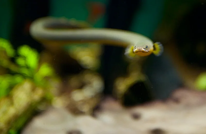 Foto de Erpetoichthys calabaricus em ambiente natural ou aquário