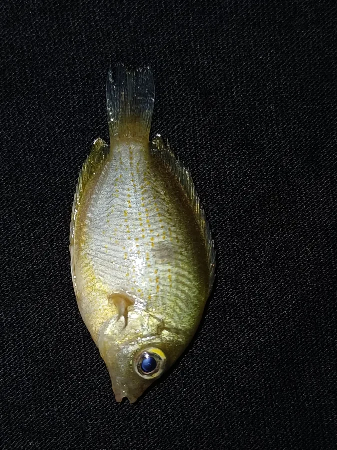 Foto de Etroplus maculatus em ambiente natural ou aquário