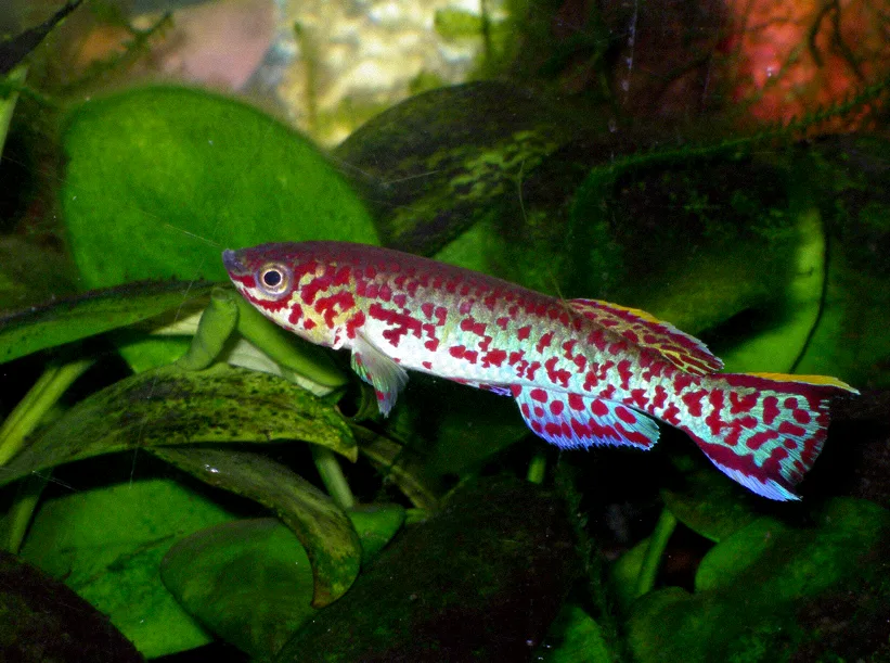 Foto de Fundulopanchax gardneri em ambiente natural ou aquário
