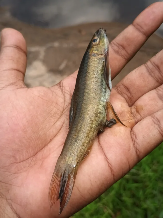 Foto de Garra mullya em ambiente natural ou aquário