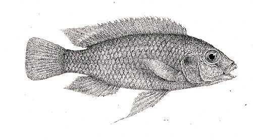Foto de Gephyrochromis moorii em ambiente natural ou aquário
