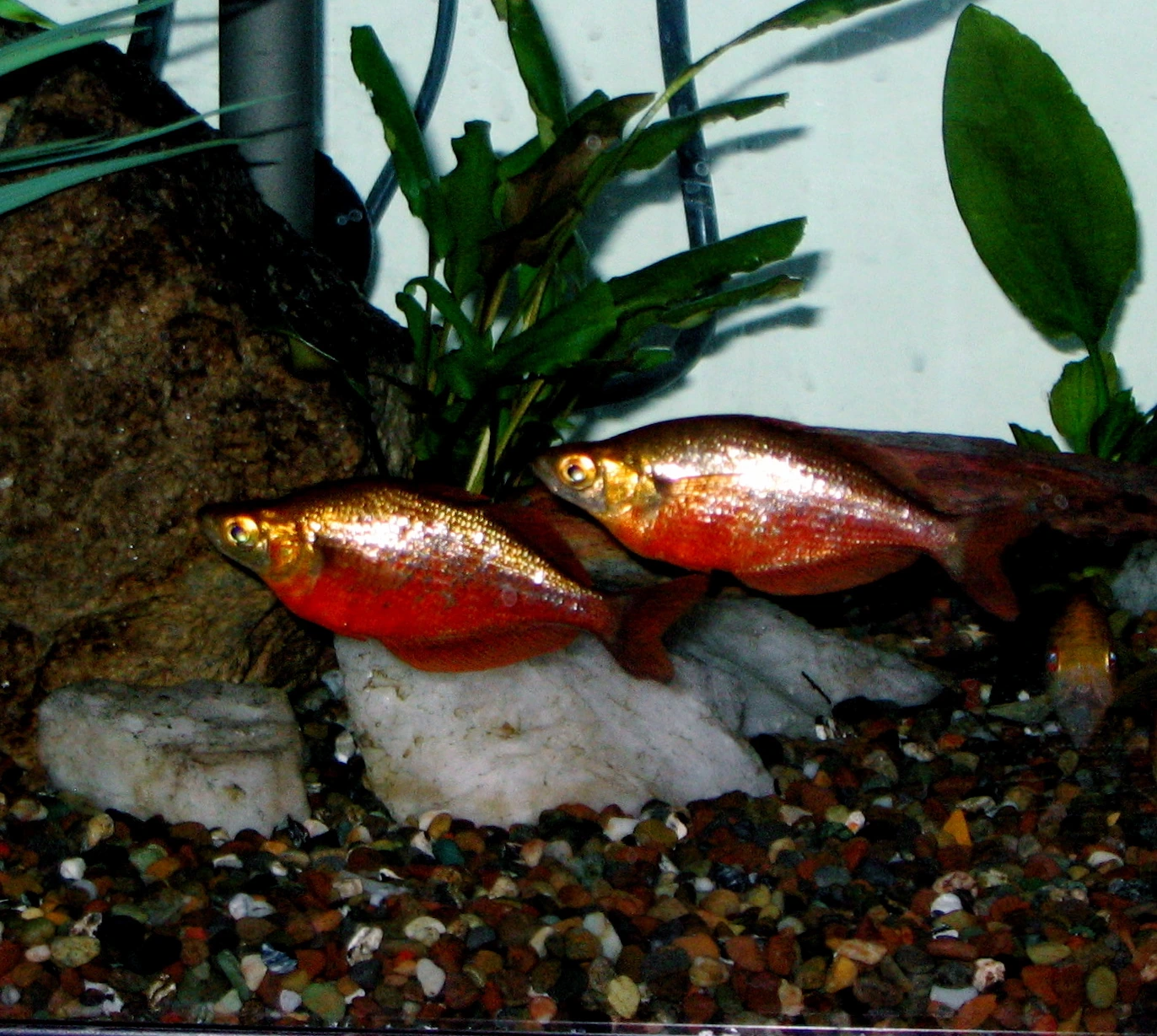 Foto de Glossolepis incisus em ambiente natural ou aquário