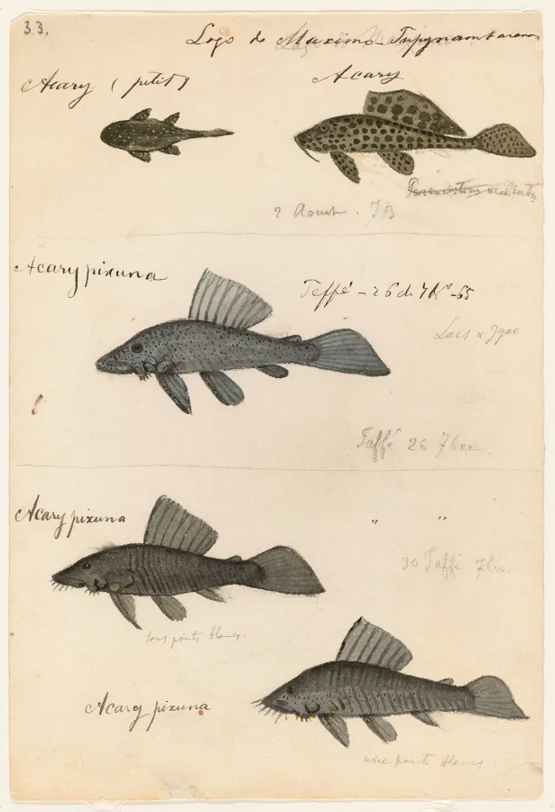 Foto de Glyptoperichthys gibbiceps em ambiente natural ou aquário