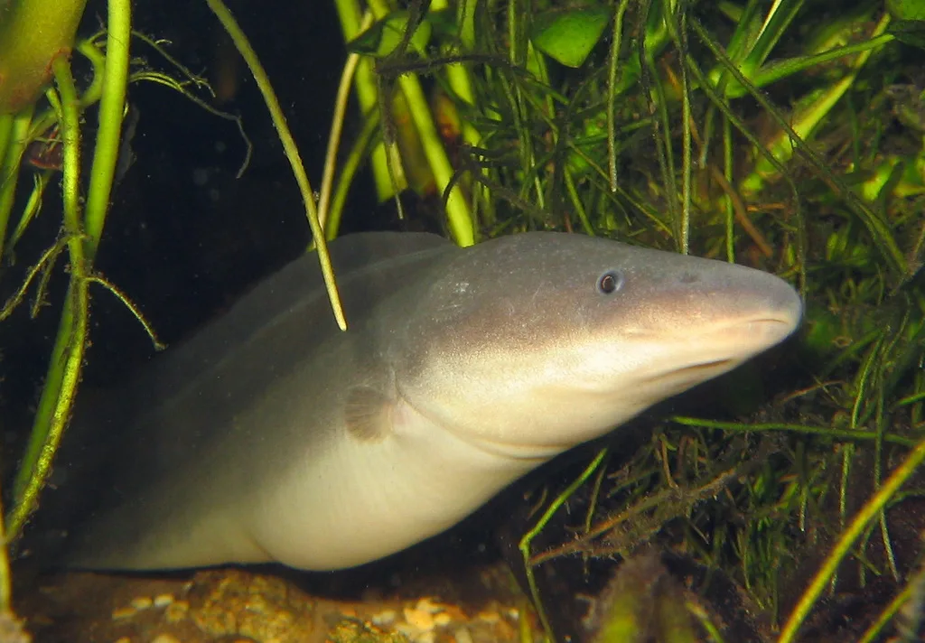 Foto de Gymnarchus niloticus em ambiente natural ou aquário