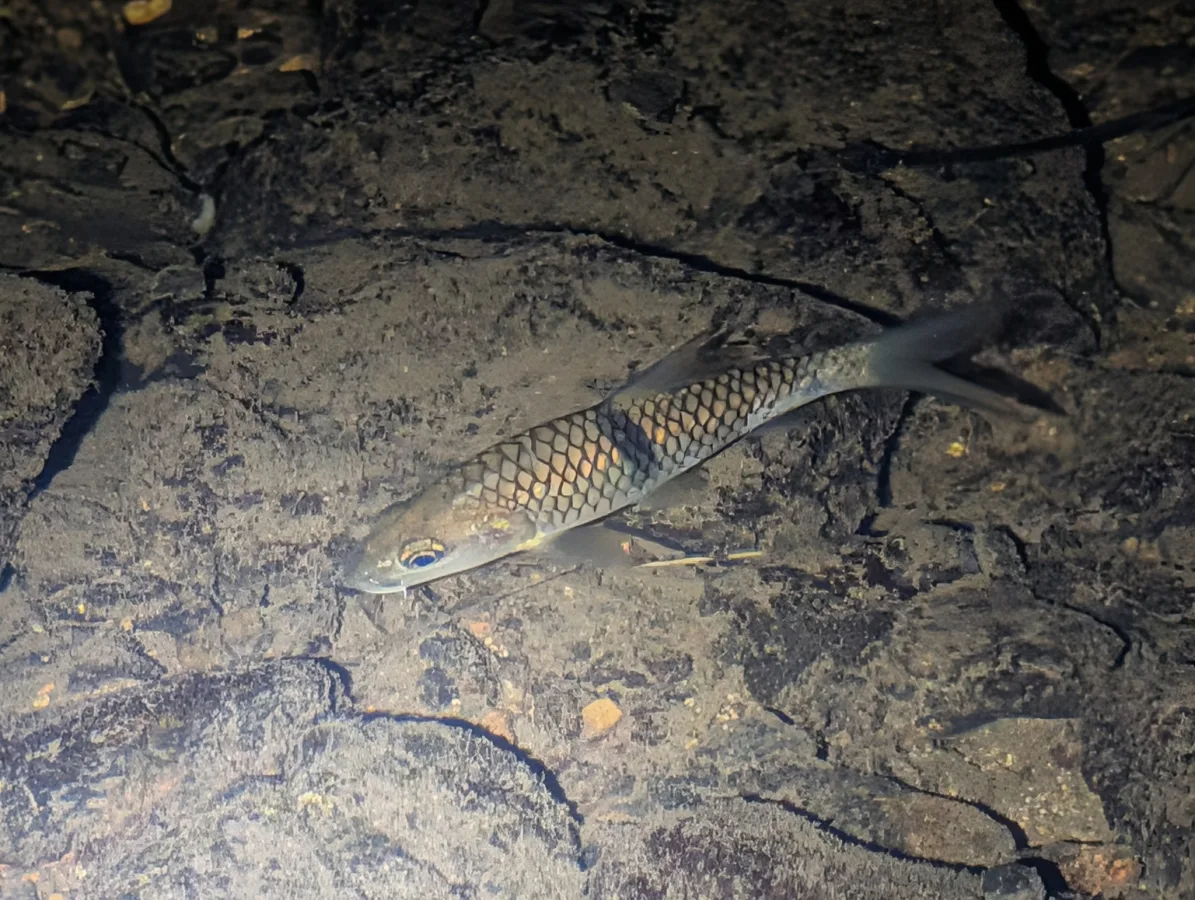 Foto de Hampala macrolepidota em ambiente natural ou aquário