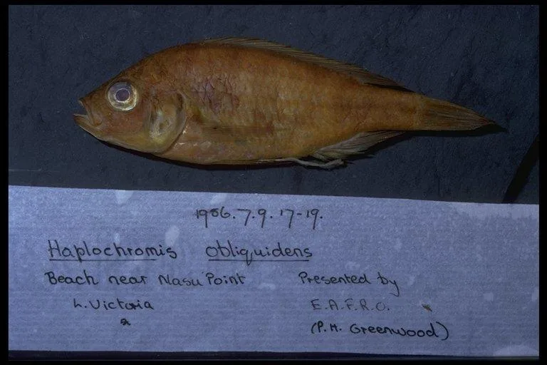 Foto de Haplochromis obliquidens em ambiente natural ou aquário