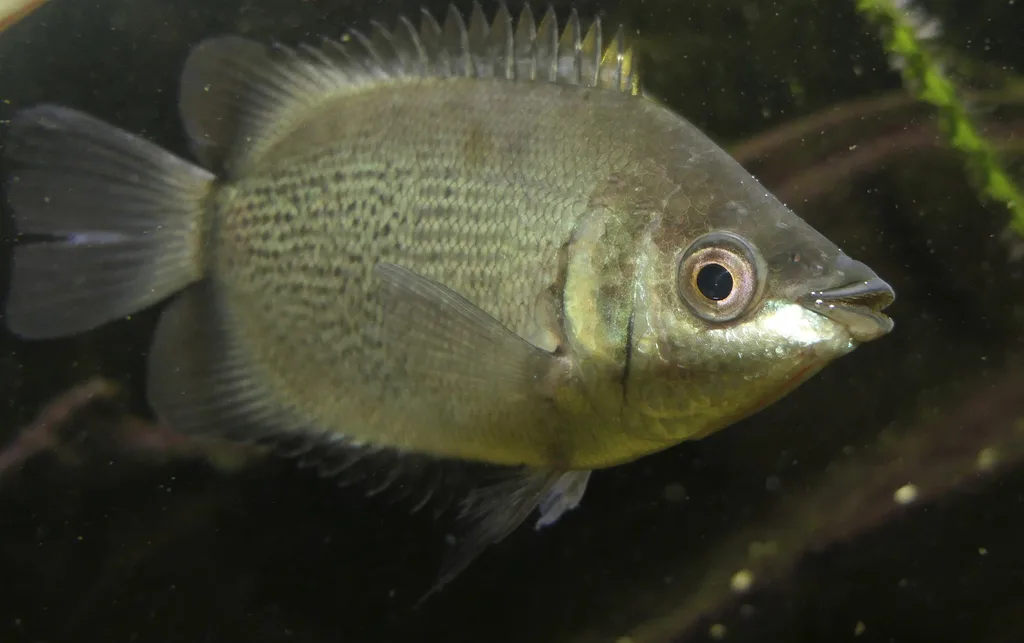Foto de Helostoma temminckii em ambiente natural ou aquário