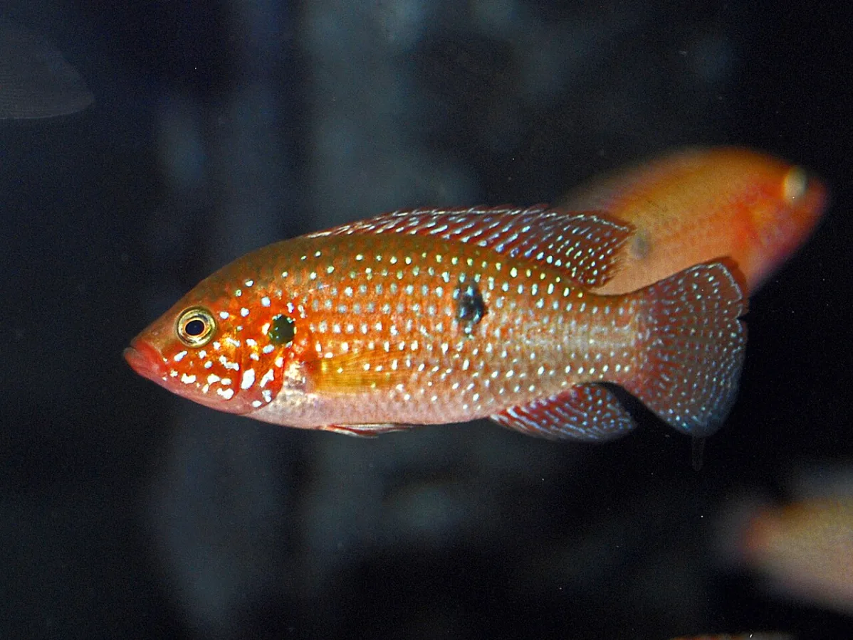 Foto de Hemichromis lifalili em ambiente natural ou aquário