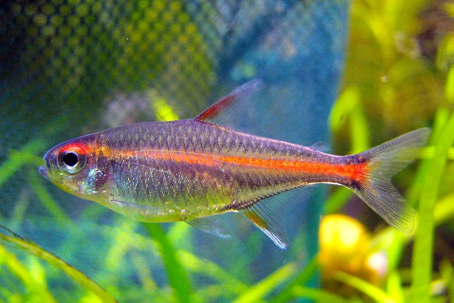 Foto de Hemigrammus erythrozonus em ambiente natural ou aquário