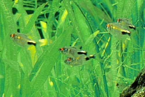 Foto de Hemigrammus pulcher em ambiente natural ou aquário