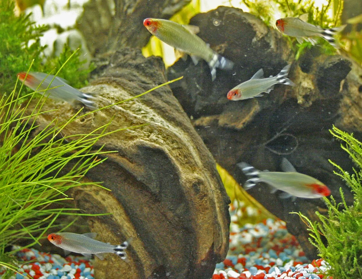 Foto de Hemigrammus rhodostomus em ambiente natural ou aquário