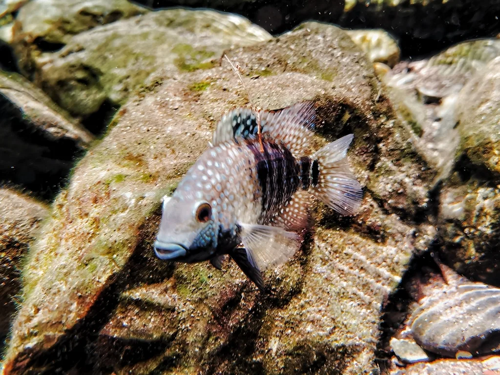 Foto de Herichthys carpintis em ambiente natural ou aquário
