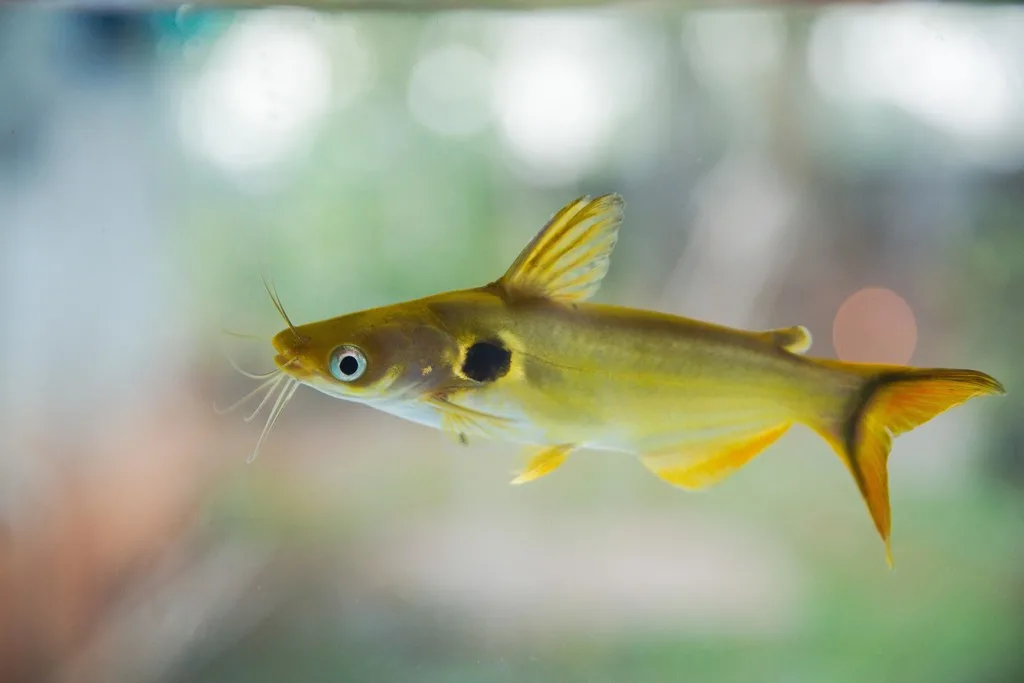 Foto de Horabagrus brachysoma em ambiente natural ou aquário