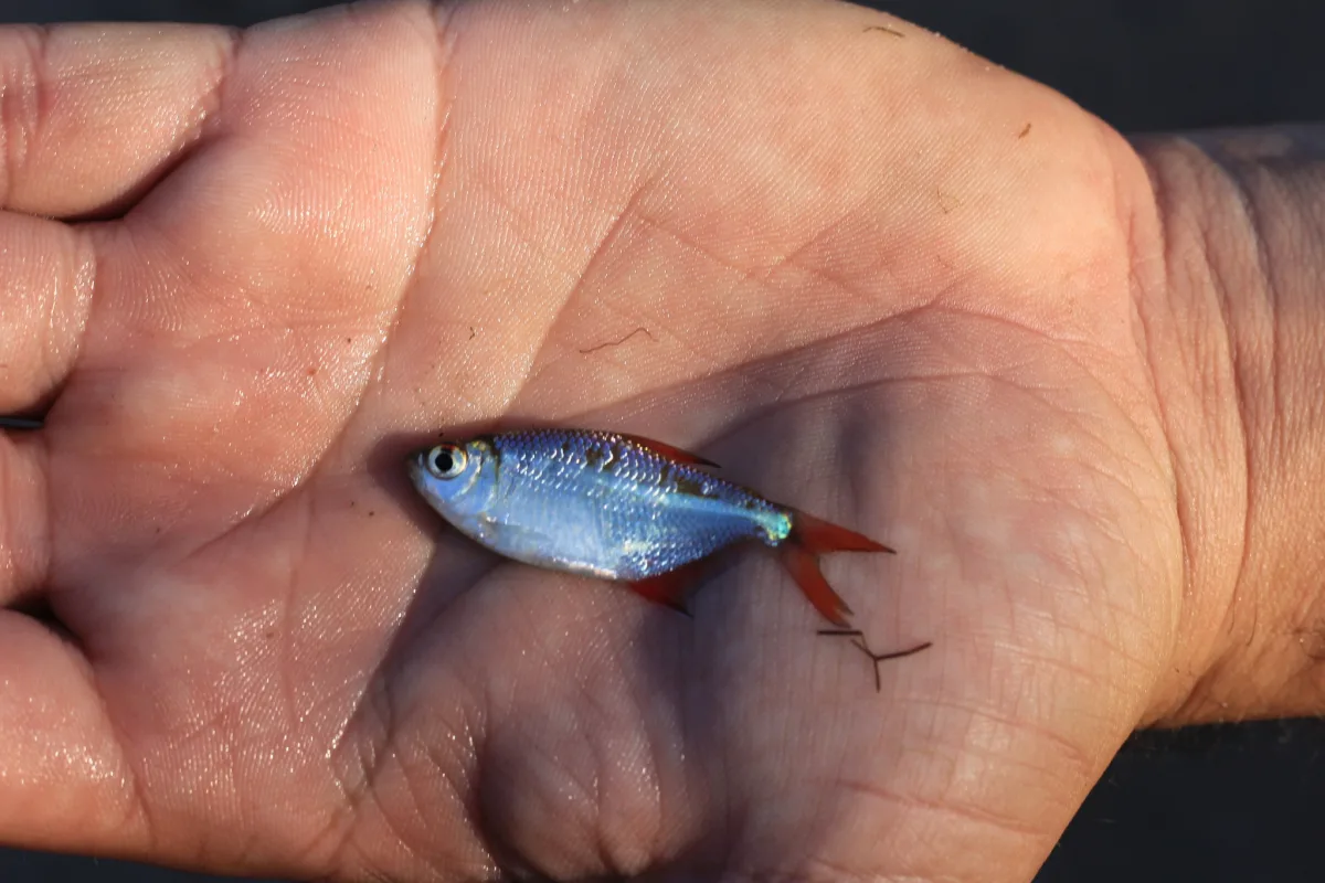 Foto de Hyphessobrycon anisitsi em ambiente natural ou aquário