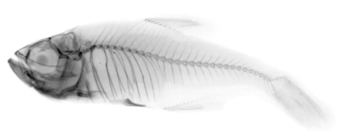 Foto de Hyphessobrycon bentosi em ambiente natural ou aquário